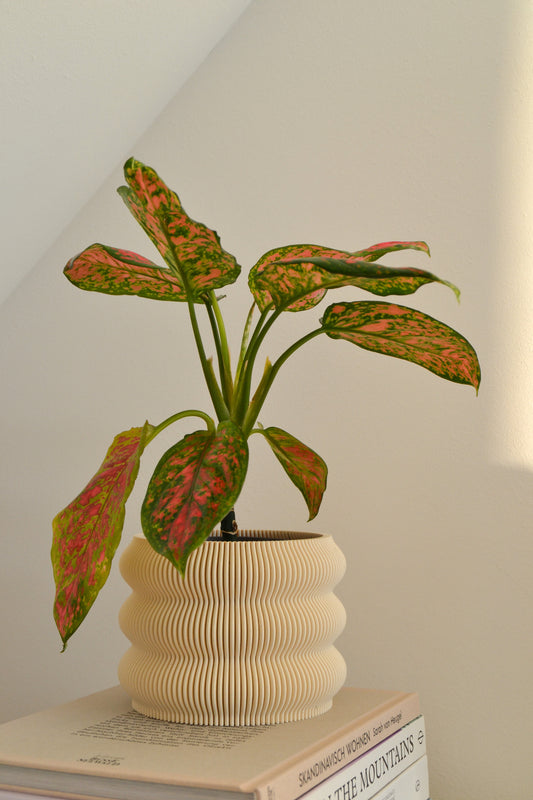 Plant Pot TORO, Ø 12.5 cm