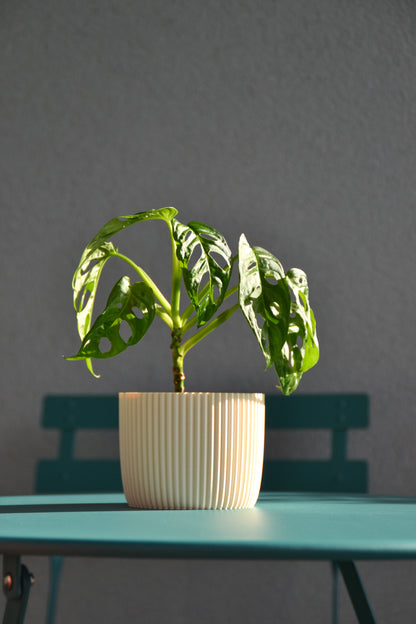 Plant Pot PUNTO, Ø 10 cm