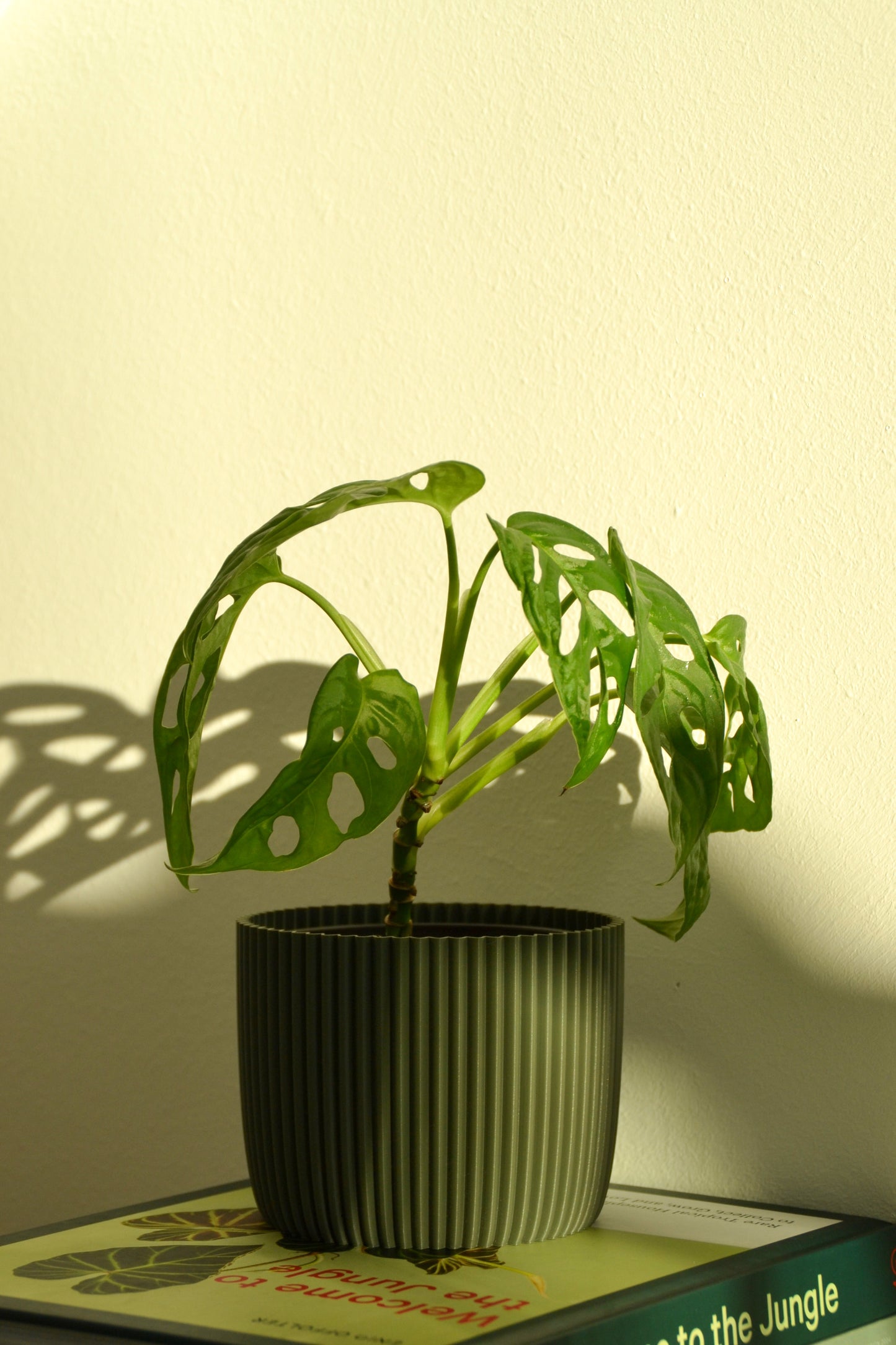 Plant Pot PUNTO, Ø 10 cm