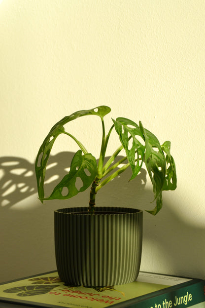 Plant Pot PUNTO, Ø 10 cm